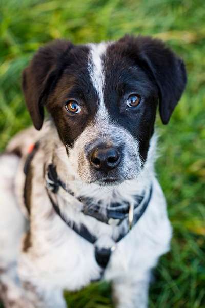 Welpen Bilder !-Beitrag-Bild