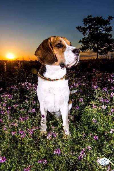 Die Dogorama Kalender Challenge Titelbild-Beitrag-Bild