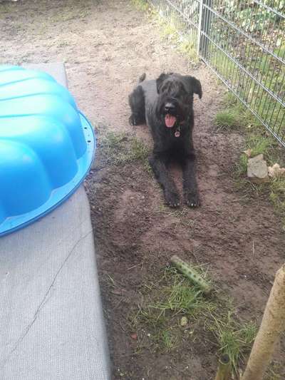 Dogorama Photo Challenge - Einmal lächeln bitte-Beitrag-Bild