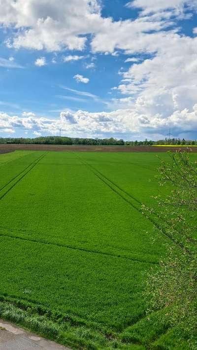 Giftköder-Gespritzte Feldwege bei Weizenfelder-Bild
