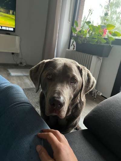 Mischlinge raten - Rätselspaß-Beitrag-Bild