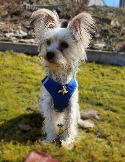 Challenge 23 : "  Euer Hund beim Frühlingserwachen "-Beitrag-Bild