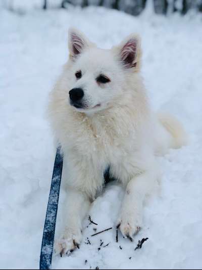 Wie heißt dein Hund?-Beitrag-Bild