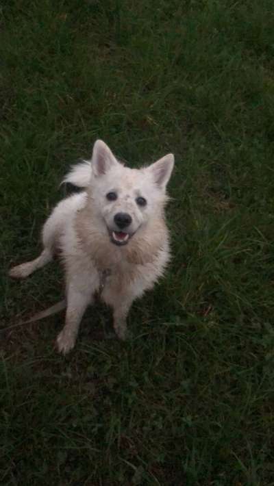 FOTOCHALLENGE 72 - Glücklicher Hund im Schmuddel-Look-Beitrag-Bild