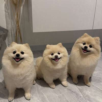 Hundetreffen-Hundetreffen München-Bild