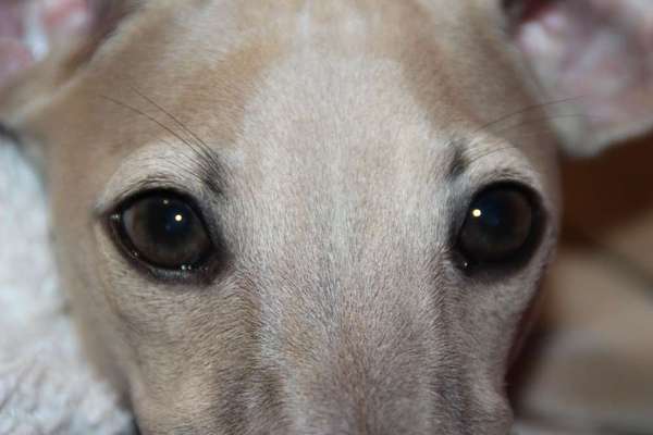 Zeigt mir die tollste Nahaufnahme von eurer Fellnase-Beitrag-Bild