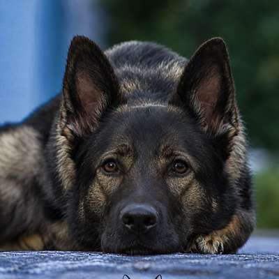 Hundetreffen-Gassi Runden in Bischofsheim rhön gesuchg-Bild