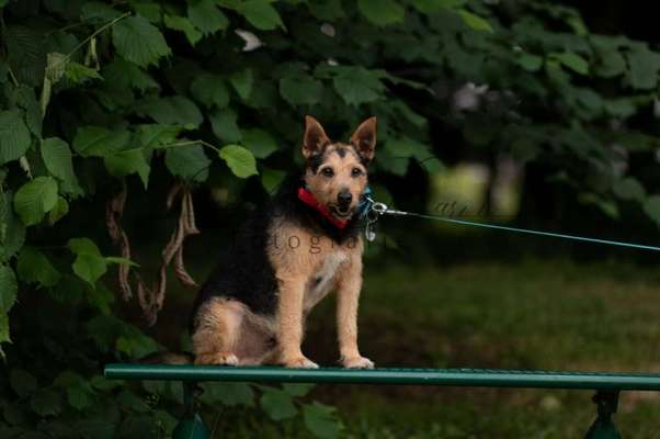 Mischlingshunde Foto Aufruf-Beitrag-Bild