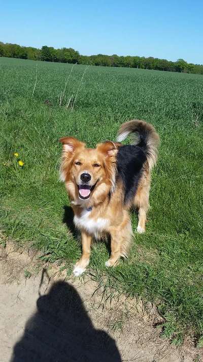 Regenbogenbrücke-Beitrag-Bild