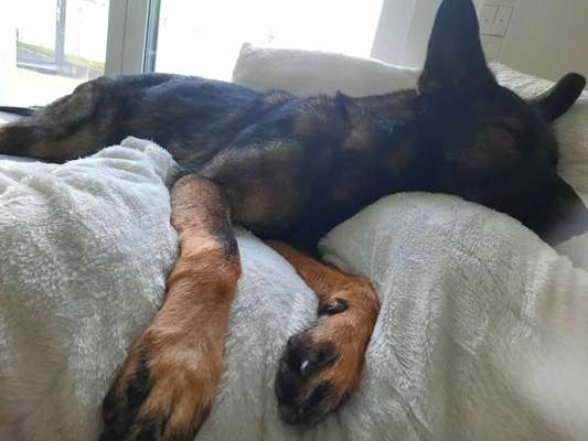 Deutsche Schäferhunde, Belgische Schäferhunde.-Beitrag-Bild