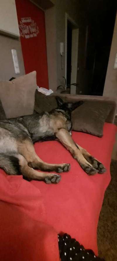 Deutsche Schäferhunde, Belgische Schäferhunde.-Beitrag-Bild