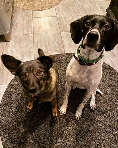 TierschutzhundeStammtisch🐕-Beitrag-Bild