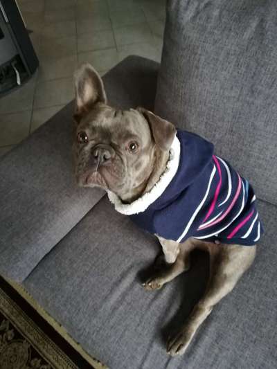 Französische Bulldoggen-Beitrag-Bild