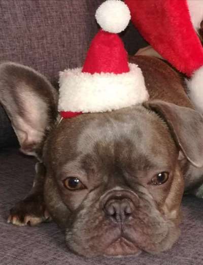 Challenge Nr. 8  Dein Hund im Weihnachtslook-Beitrag-Bild