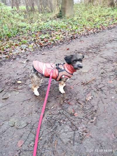 Havaneser dabei?:)-Beitrag-Bild