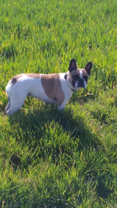 Zeigt her eure Frenchi-Beitrag-Bild