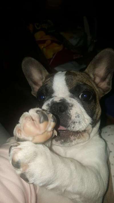 Welpen Bilder !-Beitrag-Bild