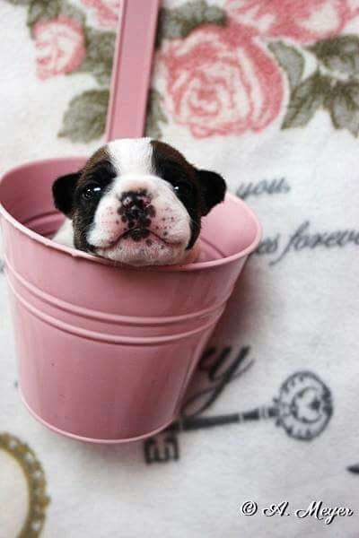 Welpen Bilder !-Beitrag-Bild