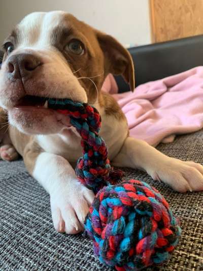 Welche Hunderasse-Beitrag-Bild