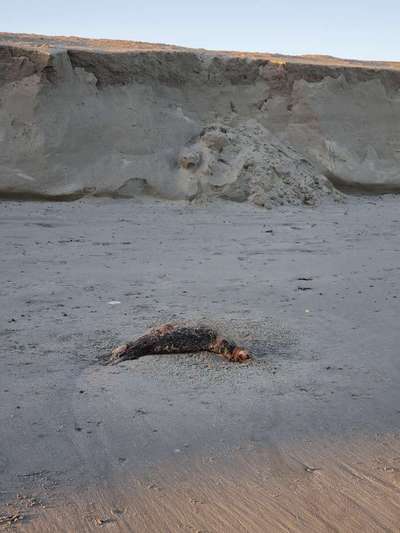 Giftköder-Seehunde gesichtet-Bild