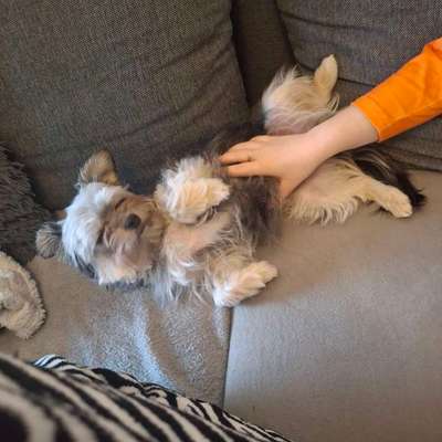 Hundetreffen-Kleinhund Treff-Bild