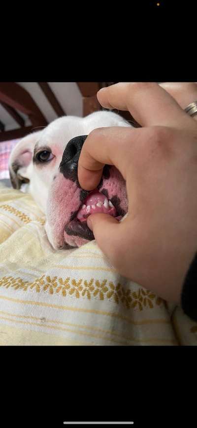 Lustigsten Grimassen von euren Hunden-Beitrag-Bild