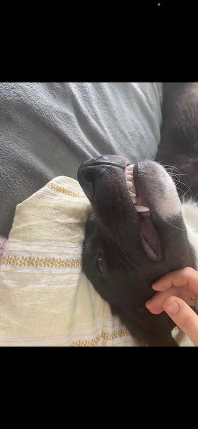 Lustigsten Grimassen von euren Hunden-Beitrag-Bild