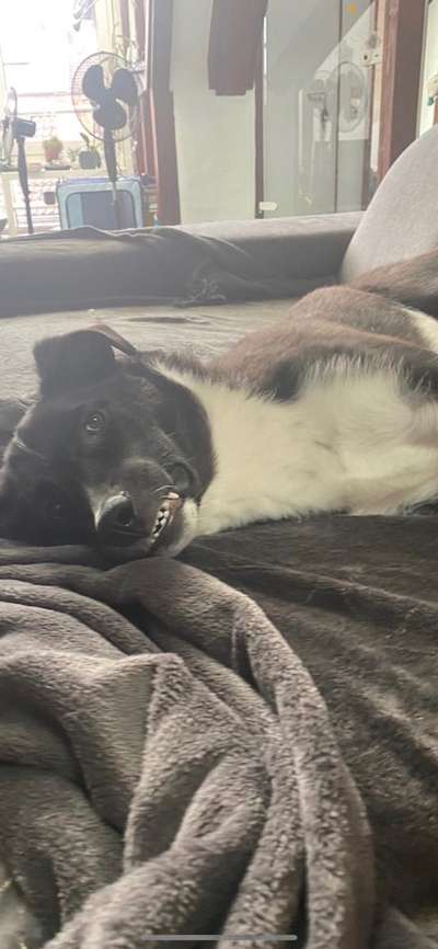 Lustigsten Grimassen von euren Hunden-Beitrag-Bild