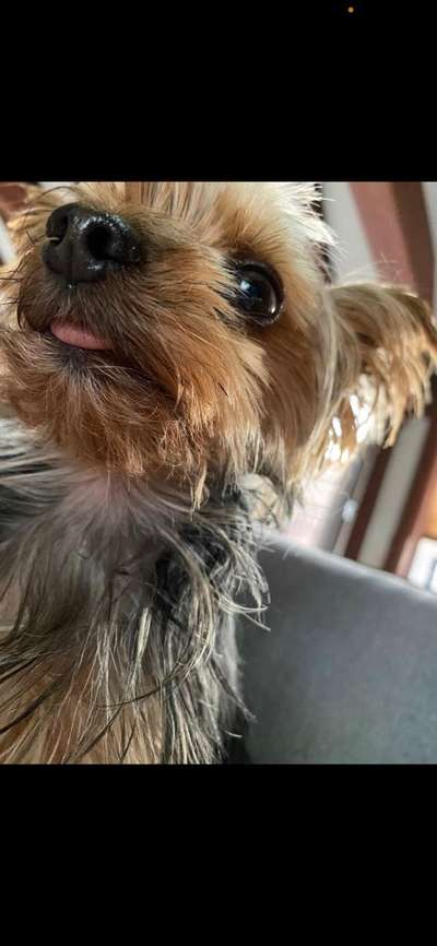 Lustigsten Grimassen von euren Hunden-Beitrag-Bild