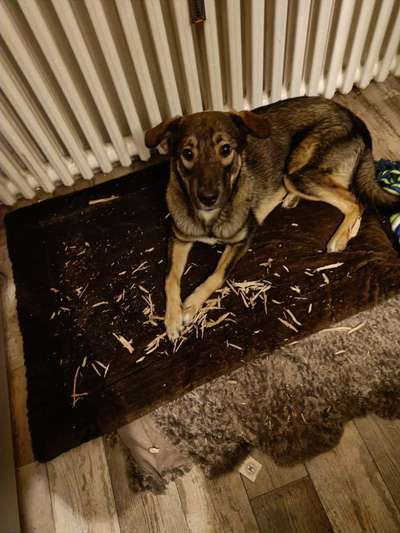 Dogorama Photo Challenge - Hundeblick zum hinschmelzen-Beitrag-Bild