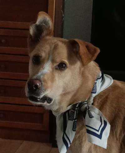 Zeige das lustigste Bild eures Hundis-Beitrag-Bild