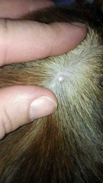 Pickel, Talgdrüse?-Beitrag-Bild