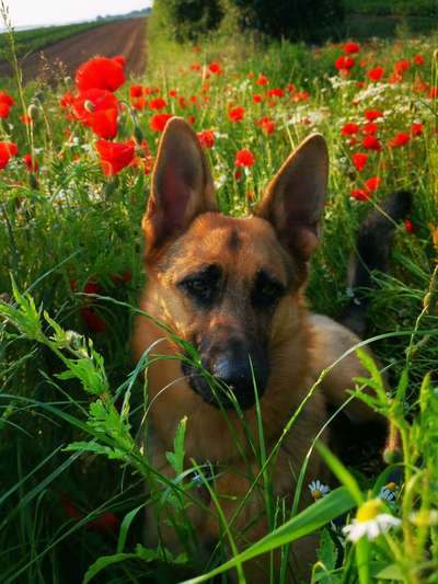 Die Dogorama Monats Challenge "Es grünt und blüht"-Beitrag-Bild