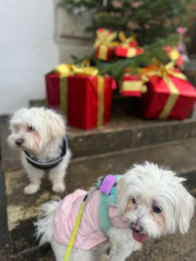 Hundetreffen-Gassi - spielerunde mit meinen zwei Malteser gesucht-Bild