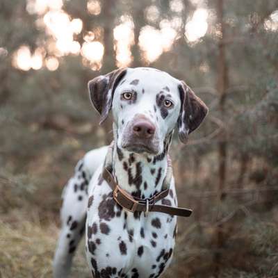 %{de_profession_title}-Hundefotografie-Bild