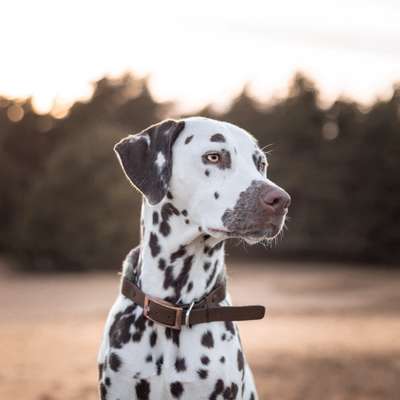 Tierfotografen-ShihPaws - Tierfotografie-Bild