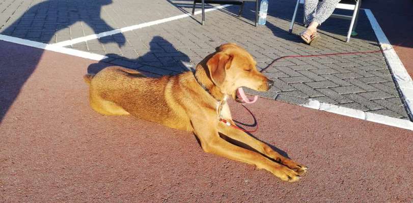 Rhodesian Ridgeback-Beitrag-Bild