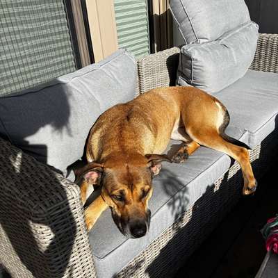 Hundetreffen-Spielkamerad für Lumi-Bild