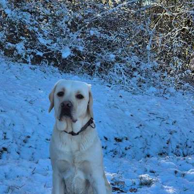 Hundetreffen-Wir freuen uns auf neue Bekanntschaft-Bild