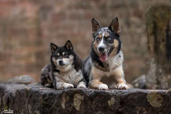 Hundetreffen-Suchen Spielgefährten :-)-Bild