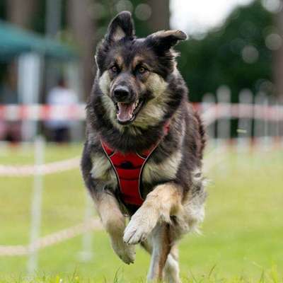 Hundetreffen-Gemeinsam auf Schnüffeltour in Bergedorf und Umgebung-Bild