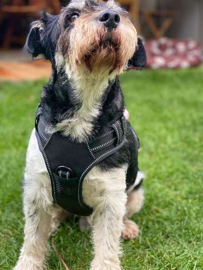 Wo habt ihr eure Hunde her ?-Beitrag-Bild