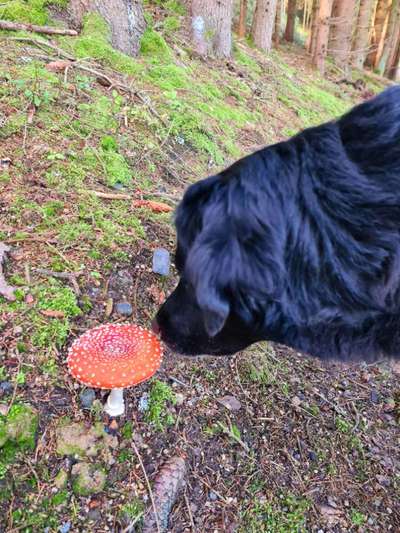 Dogorama Photo Challenge- Der Nase nach-Beitrag-Bild