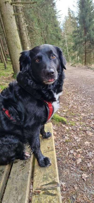 Labradorfans-Beitrag-Bild