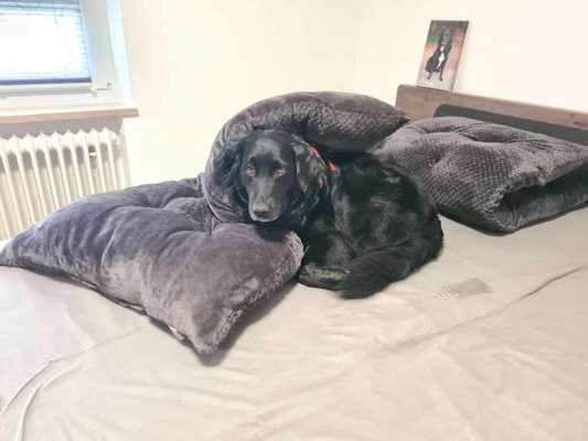 Dogorama Photo Challenge - Frühjahrsmüdigkeit-Beitrag-Bild