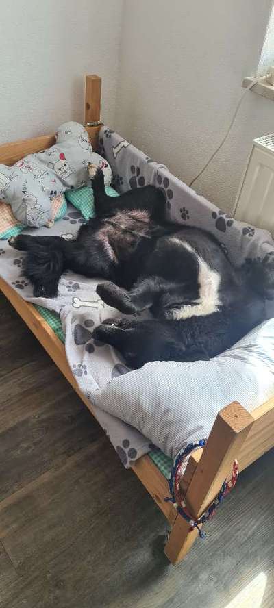 Dogorama Photo Challenge - Zeigt her eure Bäuche-Beitrag-Bild