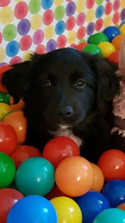 Welpen Bilder !-Beitrag-Bild