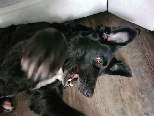 lustige Hunde Fotos-Beitrag-Bild