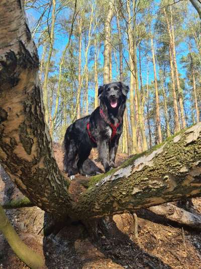 Foto -Challenge  Thema : Dein Hund Im Wald-Beitrag-Bild