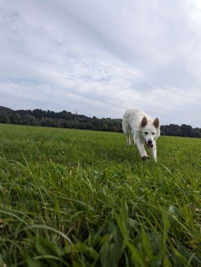 Hundetreffen-Sozialisierung unserer Hündin-Bild